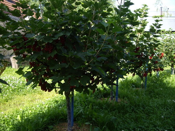 Standard currant: planting and care, formation, reviews