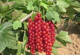 Standard currant: planting and care, formation, reviews