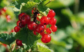 Standard currant: planting and care, formation, reviews