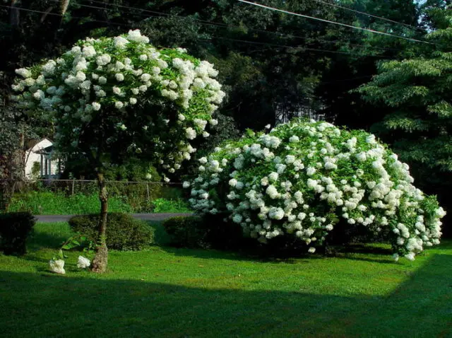 Standard hydrangea: planting and care, do-it-yourself pruning, reviews