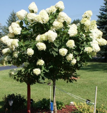 Standard hydrangea: planting and care, do-it-yourself pruning, reviews