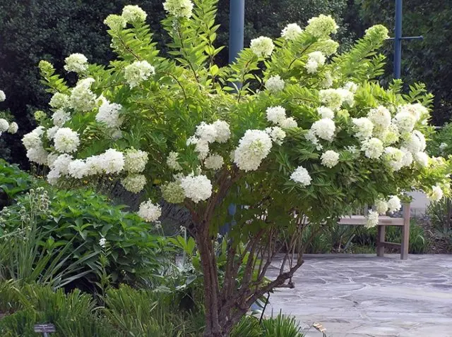 Standard hydrangea: planting and care, do-it-yourself pruning, reviews