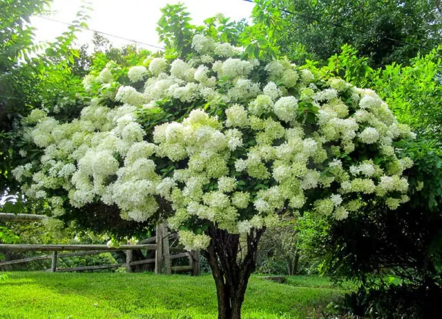 Standard hydrangea: planting and care, do-it-yourself pruning, reviews