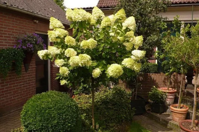 Standard hydrangea: planting and care, do-it-yourself pruning, reviews