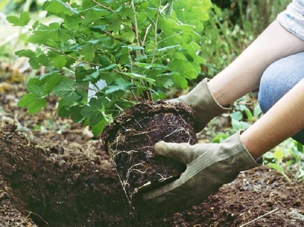 Standard hydrangea: planting and care, do-it-yourself pruning, reviews