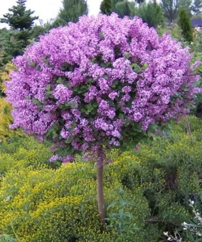 Standard lilac: photo, varieties, planting and care, use in landscape design