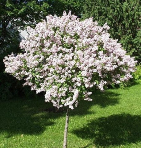 Standard lilac: photo, varieties, planting and care, use in landscape design