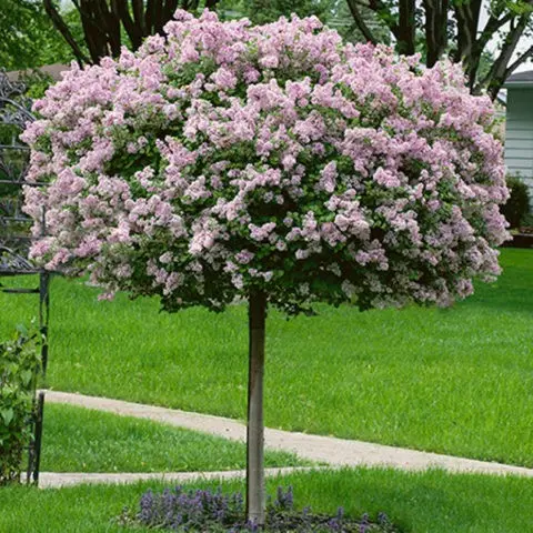 Standard lilac: photo, varieties, planting and care, use in landscape design