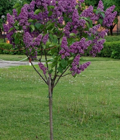 Standard lilac: photo, varieties, planting and care, use in landscape ...