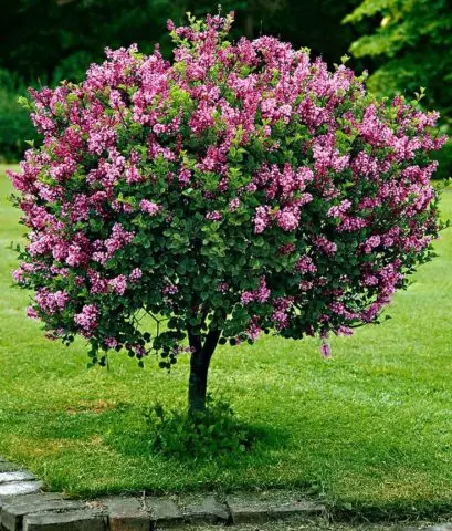 Standard lilac: photo, varieties, planting and care, use in landscape design