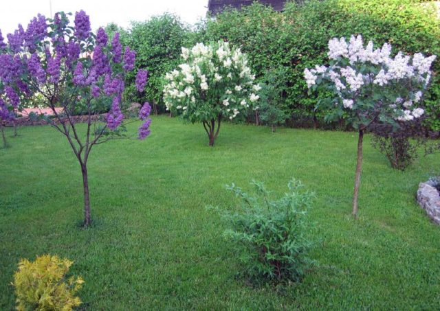 Standard lilac: photo, varieties, planting and care, use in landscape design