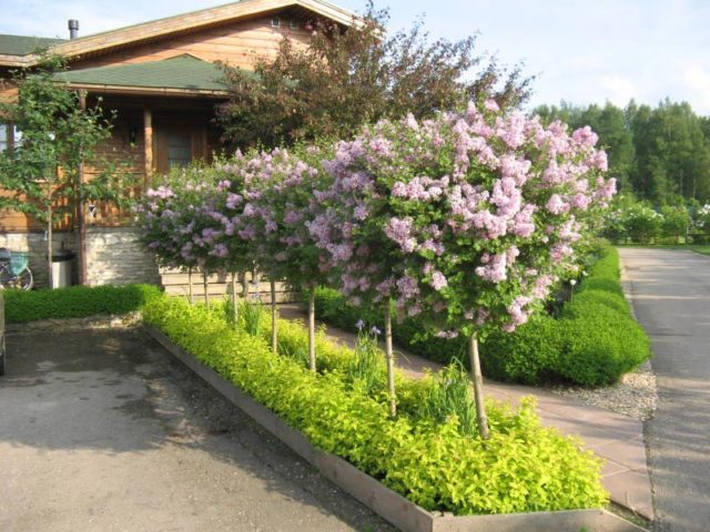 Standard lilac: photo, varieties, planting and care, use in landscape design