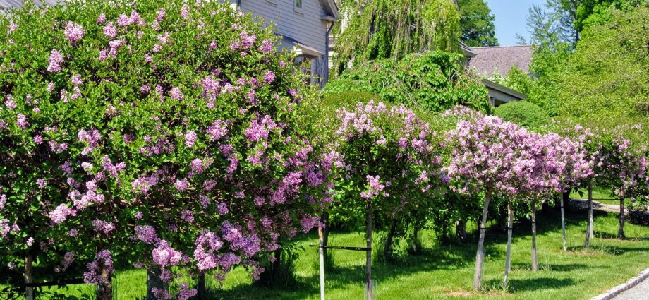 Standard lilac: photo, varieties, planting and care, use in landscape design