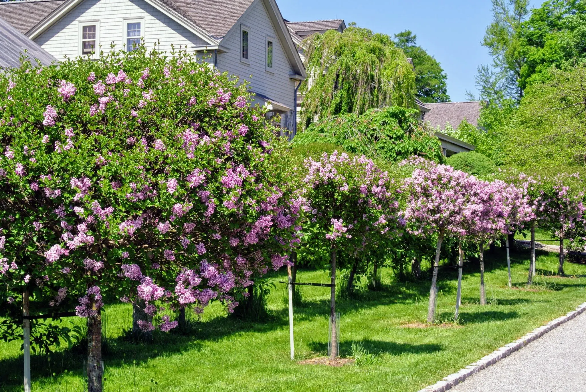 Standard lilac: photo, varieties, planting and care, use in landscape design