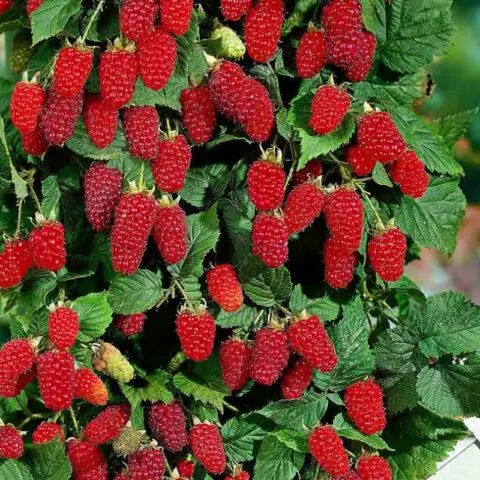 Standard raspberry varieties: reviews, description, photo