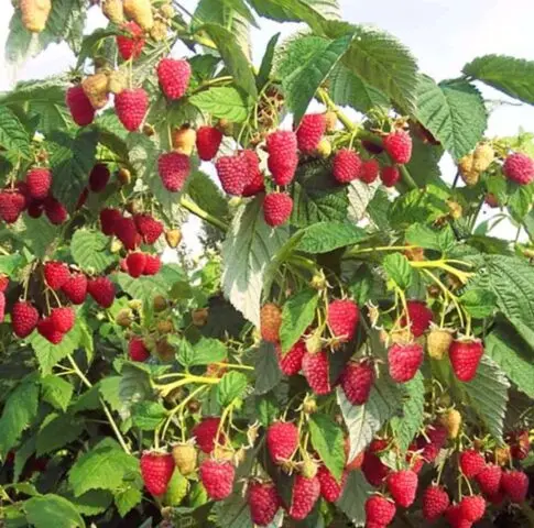 Standard raspberry varieties: reviews, description, photo