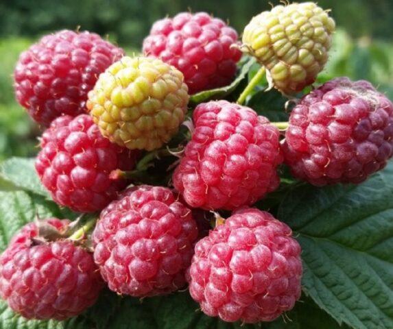 Standard raspberry varieties: reviews, description, photo