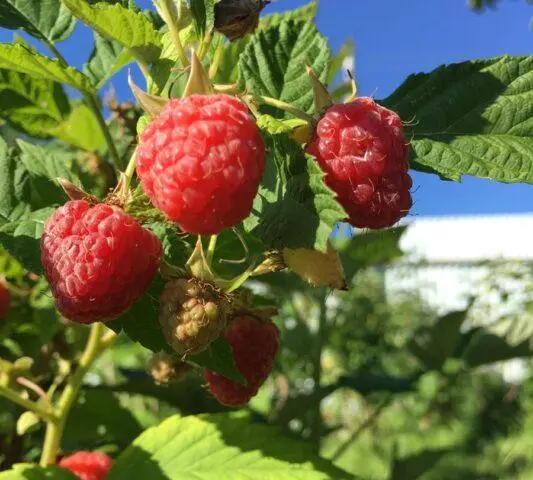 Standard raspberry varieties: reviews, description, photo