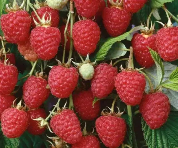 Standard raspberry varieties: reviews, description, photo