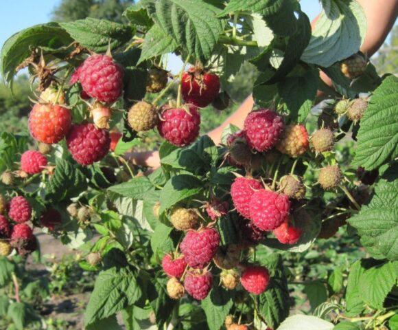 Standard raspberry varieties: reviews, description, photo