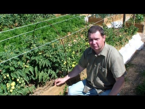 Standard tomatoes for open ground - the best varieties