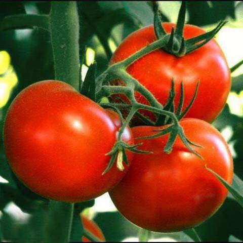 Standard tomatoes for open ground - the best varieties