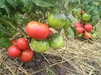 Standard tomatoes for open ground - the best varieties