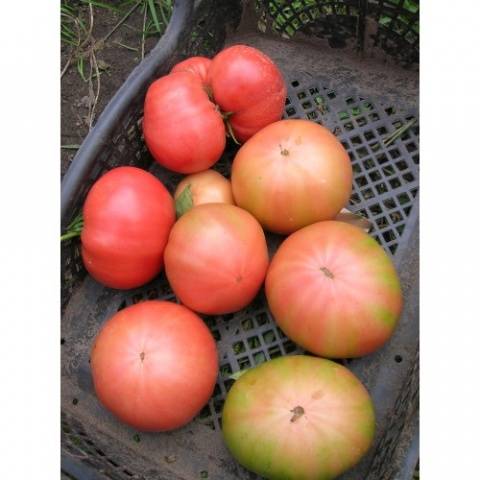 Standard tomatoes for open ground - the best varieties