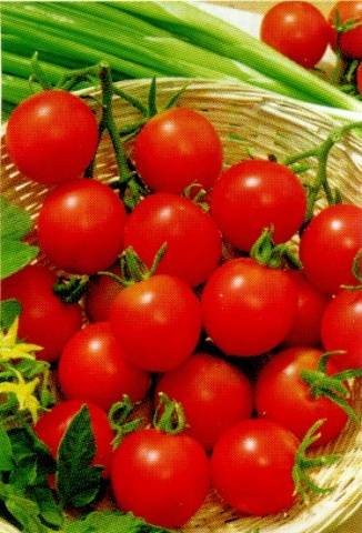 Standard tomatoes for open ground - the best varieties