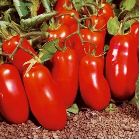 Standard tomatoes for open ground - the best varieties