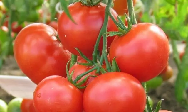 Standard tomatoes for open ground - the best varieties