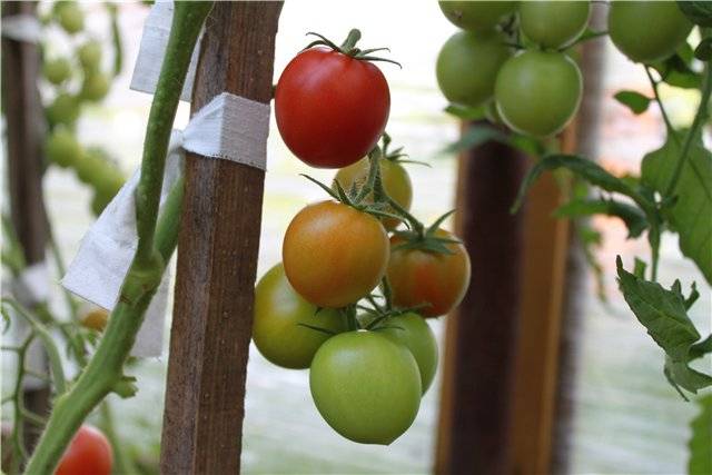 Standard tomatoes for open ground - the best varieties