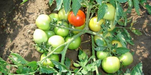 Standard tomatoes for open ground - the best varieties