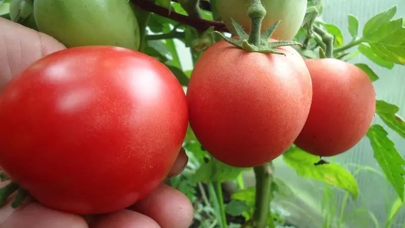 Standard tomatoes for open ground &#8211; the best varieties