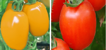 Standard varieties of tomatoes