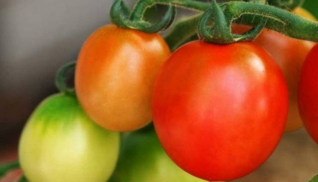 Standard varieties of tomatoes