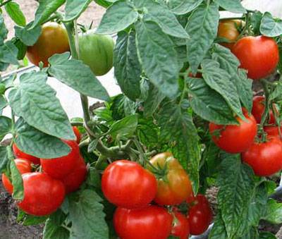 Standard varieties of tomatoes