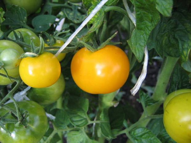 Standard varieties of tomatoes