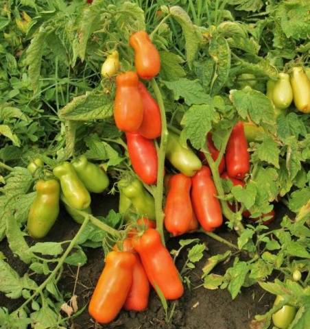 Standard varieties of tomatoes