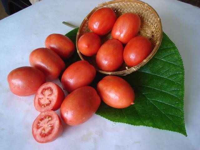 Standard varieties of tomatoes