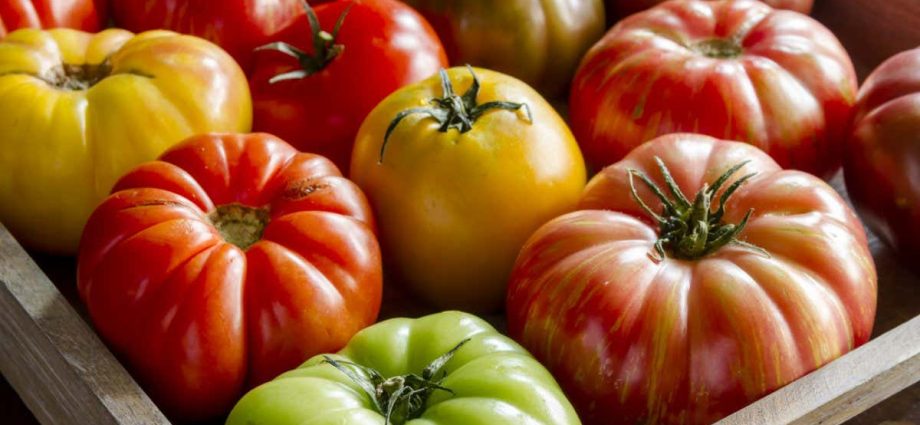 Standard varieties of tomatoes