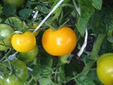 Standard varieties of tomatoes for greenhouses