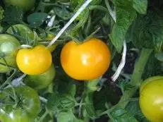 Standard varieties of tomatoes for greenhouses