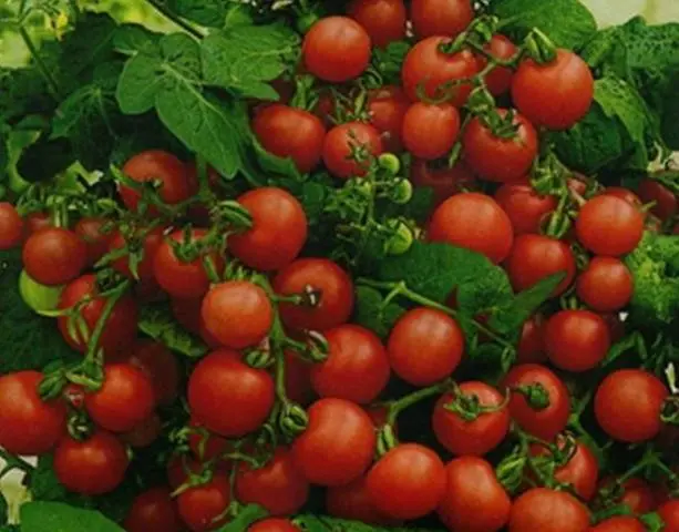 Standard varieties of tomatoes for greenhouses