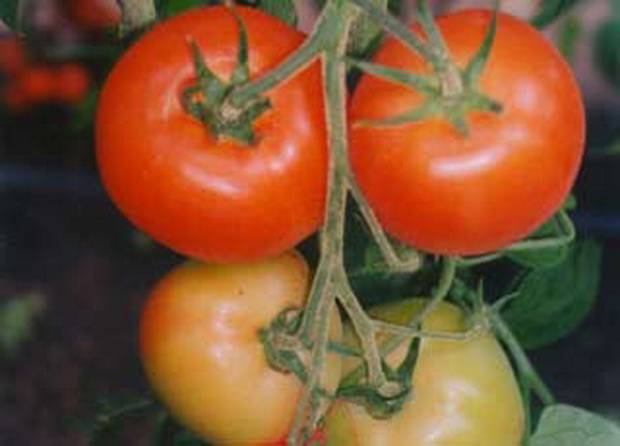 Standard varieties of tomatoes for greenhouses