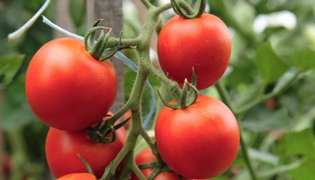 Standard varieties of tomatoes for greenhouses