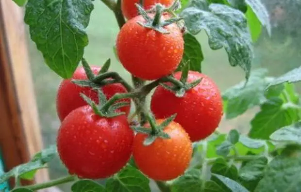 Standard varieties of tomatoes for greenhouses