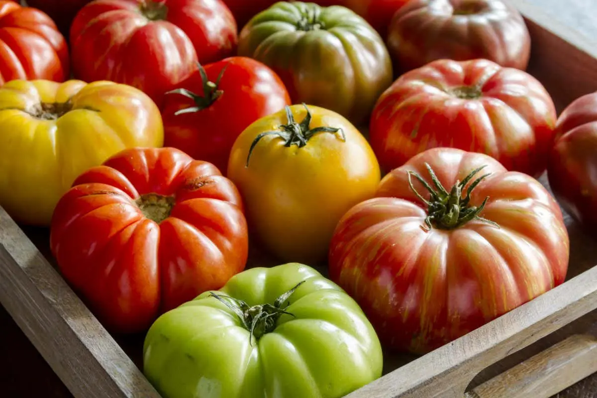 Standard varieties of tomatoes