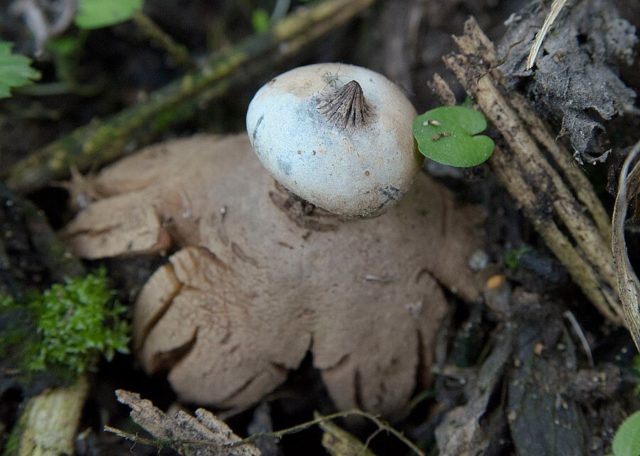 Star-shaped crowned: photo and description