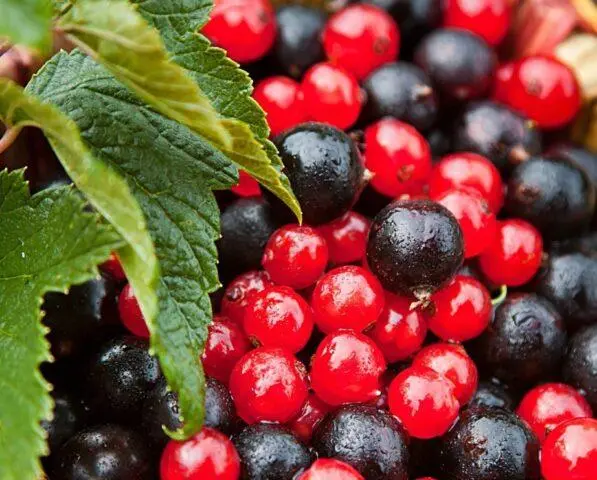 Starch for currants as a fertilizer in the spring: how to prepare and apply, reviews